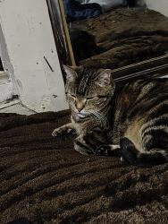 Lost Male Cat last seen Last seen on 18th Ave airway height wa, Airway Heights, WA 99001