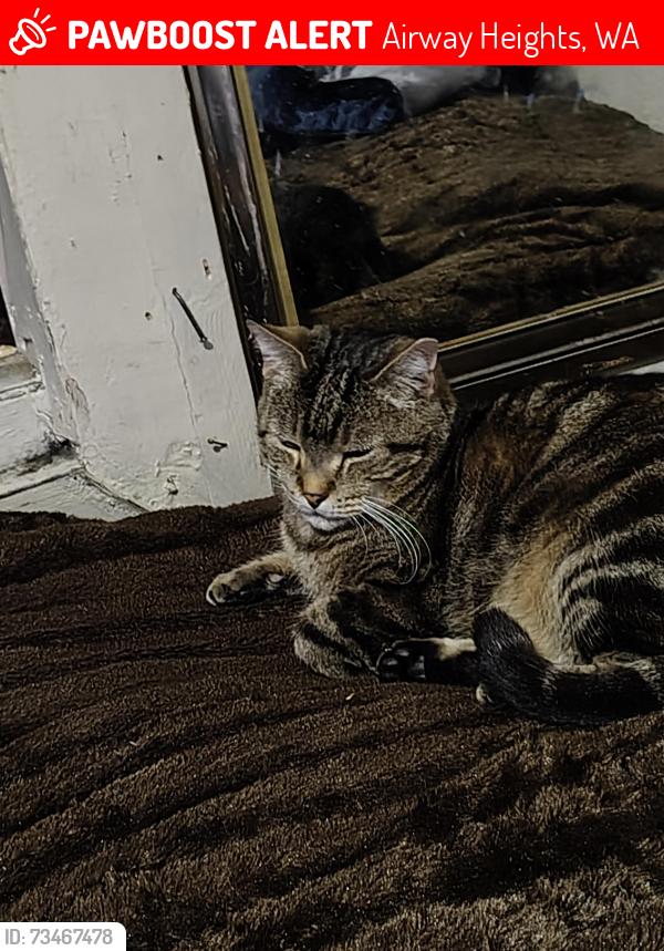 Lost Male Cat last seen Last seen on 18th Ave airway height wa, Airway Heights, WA 99001
