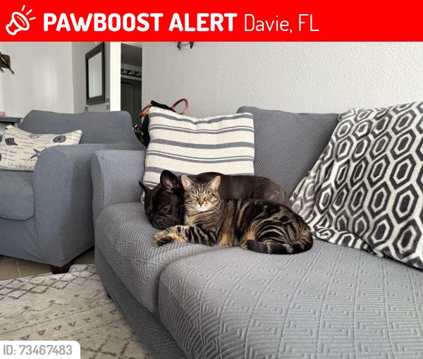 Lost Female Cat last seen S Pine Island & SW 30th St, Davie, FL 33328