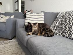 Lost Female Cat last seen S Pine Island & SW 30th St, Davie, FL 33328