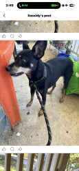 Lost Female Dog last seen Near Cloverleaf Pkwy, Kannapolis, NC 28083, Kannapolis, NC 28082