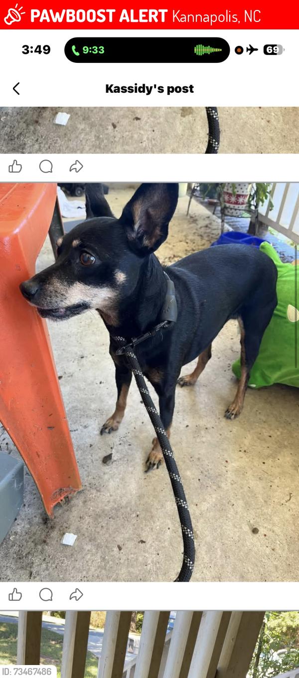 Lost Female Dog last seen Near Cloverleaf Pkwy, Kannapolis, NC 28083, Kannapolis, NC 28082