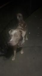 Found/Stray Unknown Dog last seen Pendergrass Ave, Fyffe, AL 35971