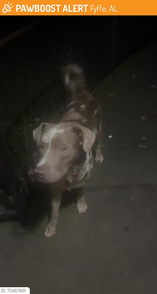 Found/Stray Unknown Dog last seen Pendergrass Ave, Fyffe, AL 35971