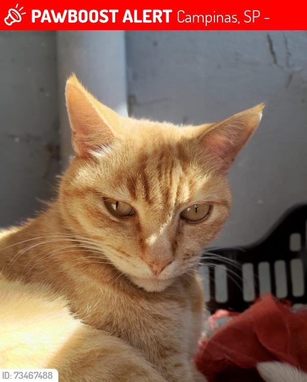 Lost Male Cat last seen Rua Lázaro moraes penteado campo grande Campinas, Campinas, SP 13058-340