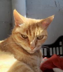 Lost Male Cat last seen Rua Lázaro moraes penteado campo grande Campinas, Campinas, SP 13058-340