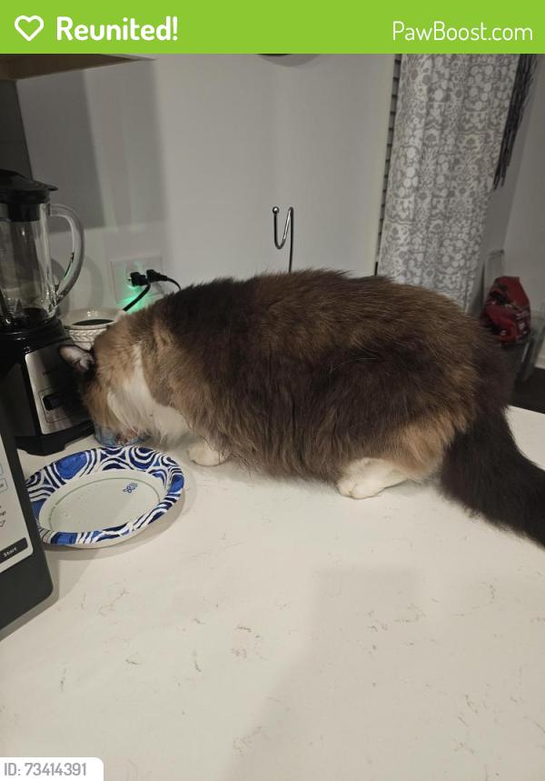 Reunited Male Cat last seen In my home, Salisbury, NC 28146