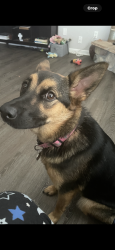 Lost Female Dog last seen Thornburg, Brownsburg, IN 46112