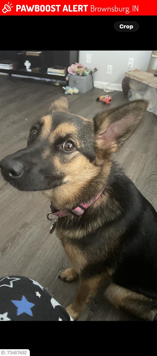 Lost Female Dog last seen Thornburg, Brownsburg, IN 46112
