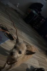 Lost Female Dog last seen Sw 6st &55th ave margate fl 33068, Margate, FL 33068