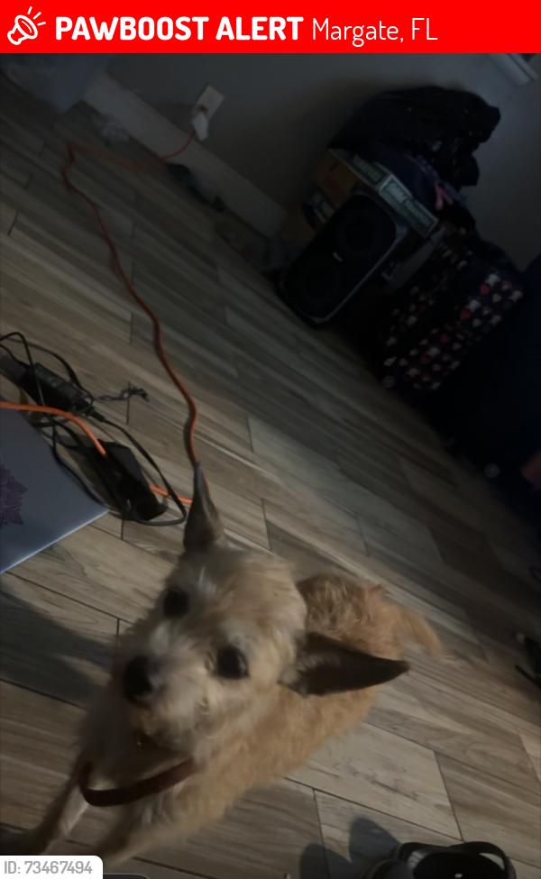 Lost Female Dog last seen Sw 6st &55th ave margate fl 33068, Margate, FL 33068