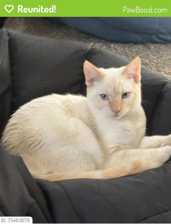 Reunited Male Cat last seen Old Liberty Road in curve with chicken crossing signs, Liberty, NC 27298
