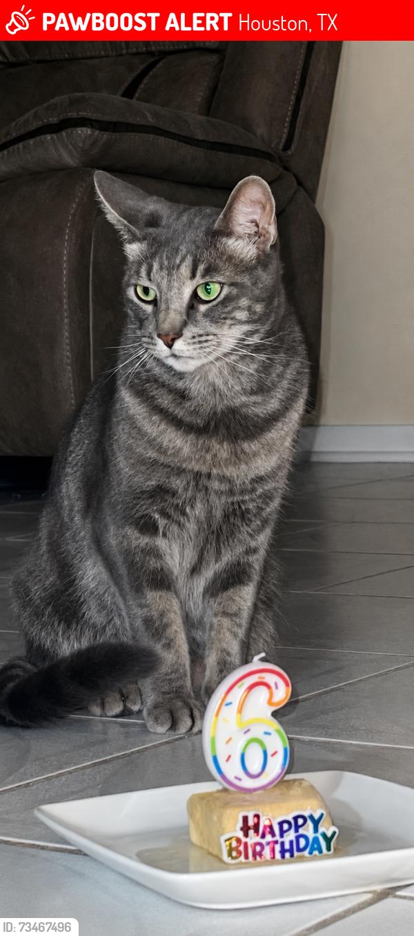 Lost Male Cat last seen Dairyview/shannon hills, Houston, TX 77099