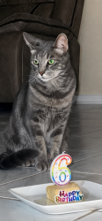Lost Male Cat last seen Dairyview/shannon hills, Houston, TX 77099