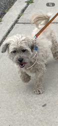 Reunited Male Dog last seen Near 5th Avenue, Huntington Station, Huntington Station, NY 11746