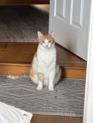 Reunited Male Cat last seen South carolina, Washington, DC 20003