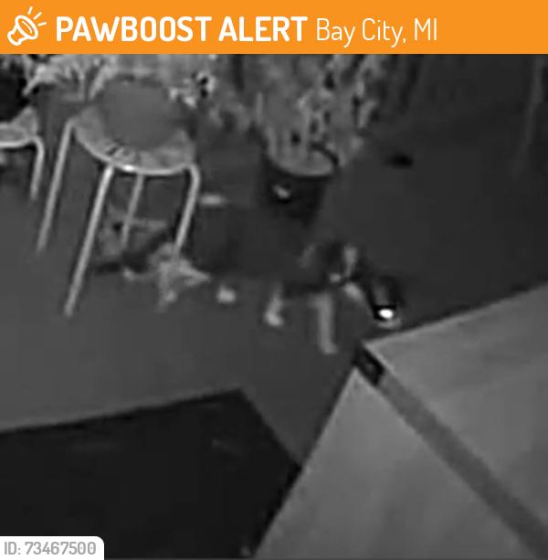 Found/Stray Unknown Cat last seen Near on Henry, Bay City, MI 48706