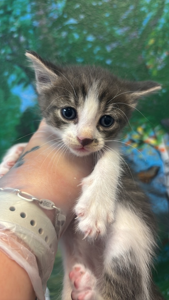 Shelter Stray Male Cat last seen Bexar County, 3353 Morningside Dr, New Braunfels, TX 78132, USA