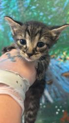 Shelter Stray Male Cat last seen Bexar County, 3353 Morningside Dr, New Braunfels, TX 78132, USA