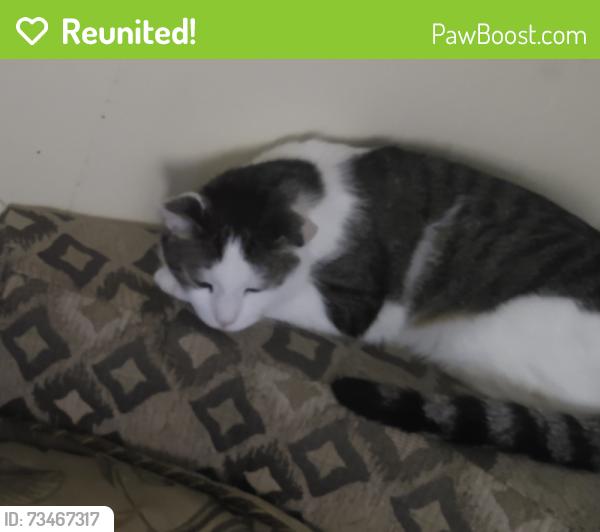 Reunited Male Cat last seen Locust and 5th, Columbia, PA 17512