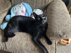 Lost Male Cat last seen Dodd and Dike, Winter Park, FL 32792