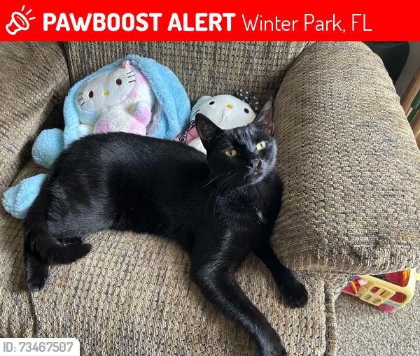 Lost Male Cat last seen Dodd and Dike, Winter Park, FL 32792