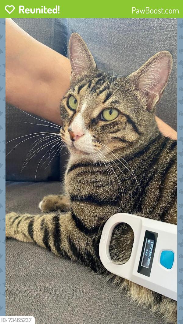 Reunited Male Cat last seen Norfolk Garden, Chapel Allerton, England 