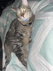 Lost Male Cat last seen Christine Blvd, Columbus, OH 43231