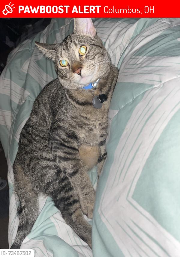 Lost Male Cat last seen Christine Blvd, Columbus, OH 43231