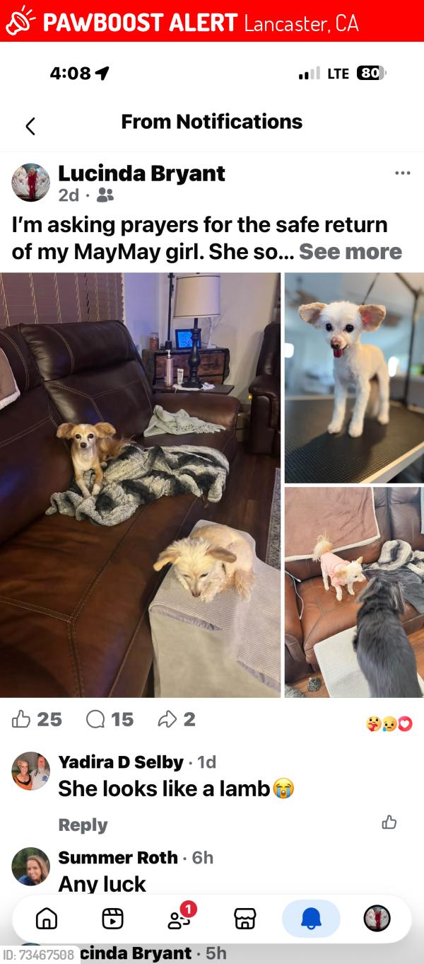 Lost Female Dog last seen K and 45th west, Lancaster, CA 93536
