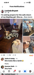 Lost Female Dog last seen K and 45th west, Lancaster, CA 93536