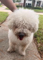 Reunited Male Dog last seen Autumn Laurel Park, Houston, TX 77095