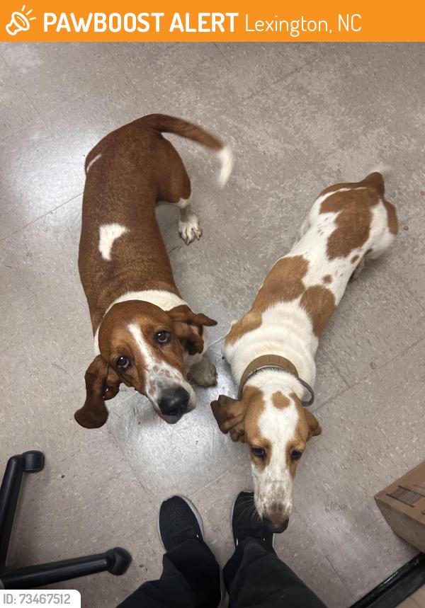Found/Stray Male Dog last seen Fire Department, Lexington, NC 27292
