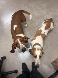Found/Stray Male Dog last seen Fire Department, Lexington, NC 27292