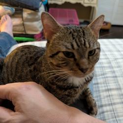 Found/Stray Male Cat last seen Delmar Dr / Brentwood Subdivision, Simpsonville, SC 29680