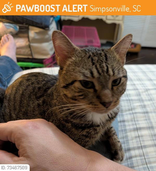 Found/Stray Male Cat last seen Delmar Dr / Brentwood Subdivision, Simpsonville, SC 29680