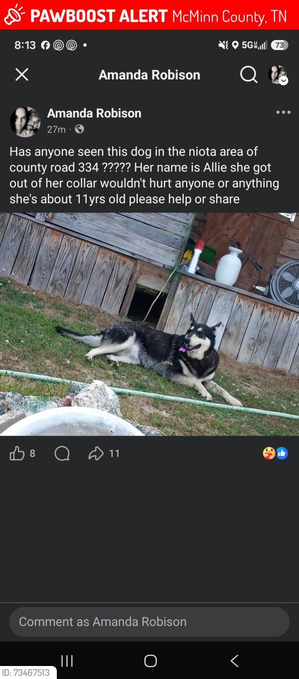 Lost Female Dog last seen Highway 309, McMinn County, TN 37826