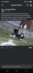 Lost Female Dog last seen Highway 309, McMinn County, TN 37826