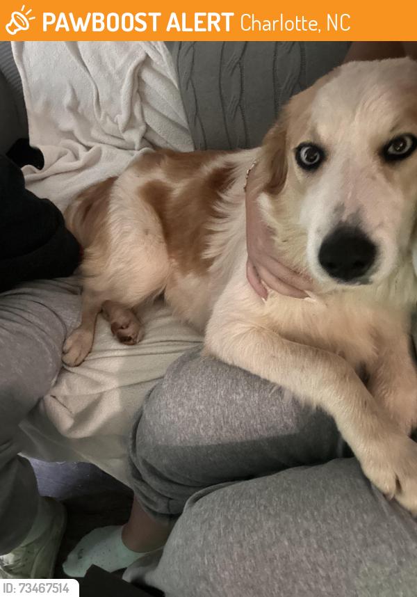 Found/Stray Female Dog last seen Archdale, Charlotte, NC 28217