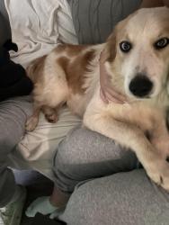 Found/Stray Female Dog last seen Archdale, Charlotte, NC 28217