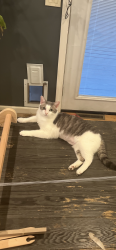 Lost Male Cat last seen Lepper Rd and Rochester Street, Fort Johnson, NY 12070