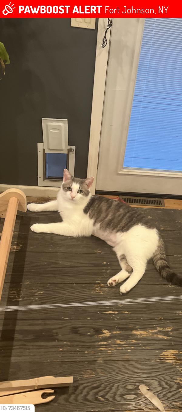 Lost Male Cat last seen Lepper Rd and Rochester Street, Fort Johnson, NY 12070