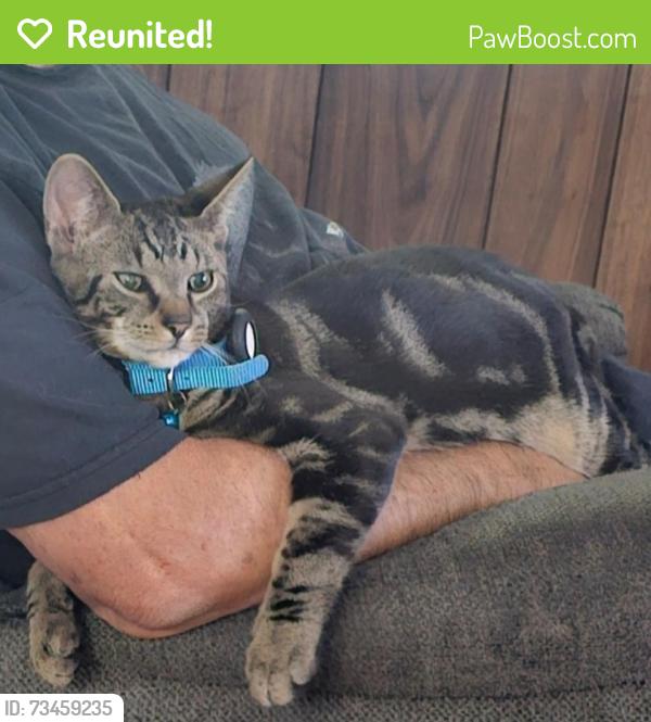 Reunited Male Cat last seen Between 16th and 18th street, Columbia, PA 17512