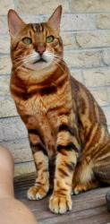 Lost Male Cat last seen Brentwood and Thorncliff, Saint-Lazare, QC J7T 2G8