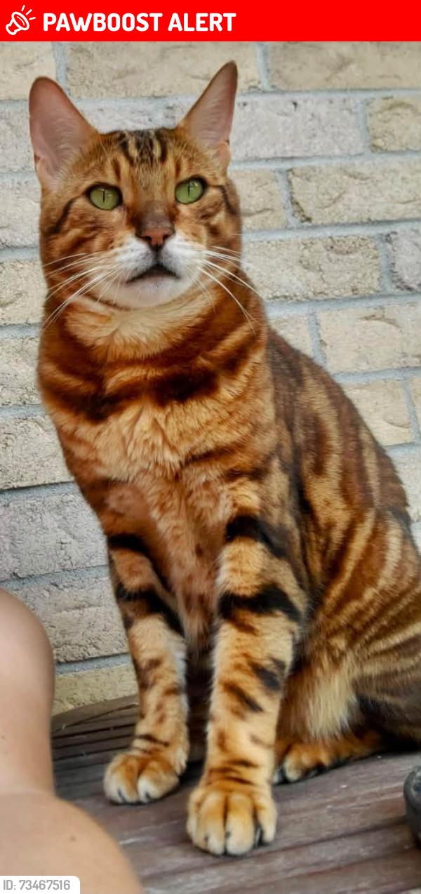 Lost Male Cat last seen Brentwood and Thorncliff, Saint-Lazare, QC J7T 2G8
