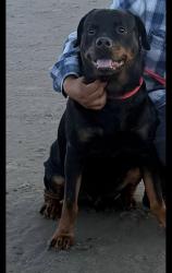Lost Male Dog last seen By houck middle school, Salem, OR 97317