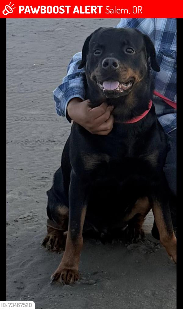 Lost Male Dog last seen By houck middle school, Salem, OR 97317