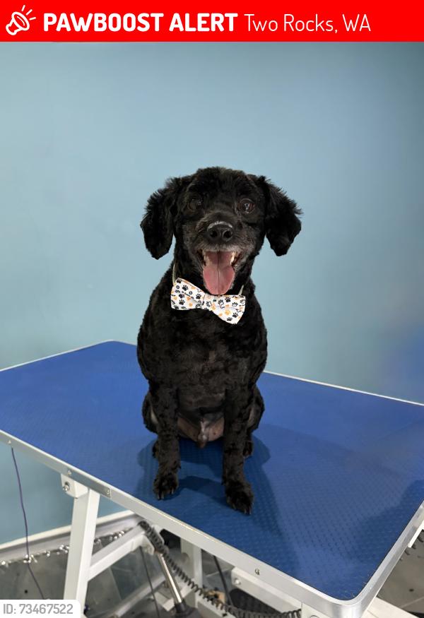 Lost Male Dog last seen Two rocks road walking north, Two Rocks, WA 6037
