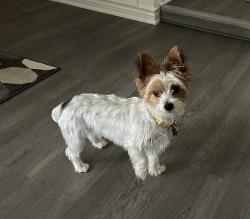 Reunited Female Dog last seen Near Rockcrossing Ln, Allen, TX 75002