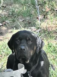 Lost Male Dog last seen Majors Road, Corryton, TN 37721